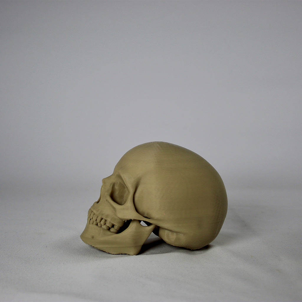 Skull